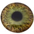 Large 78mm Hazel Human Glass Eyes For Cheap