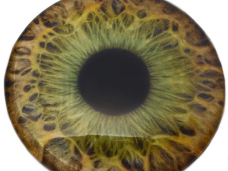 Large 78mm Hazel Human Glass Eyes For Cheap