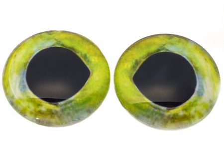 Mahi Mahi Dolphin Fish Glass Eyes Online now