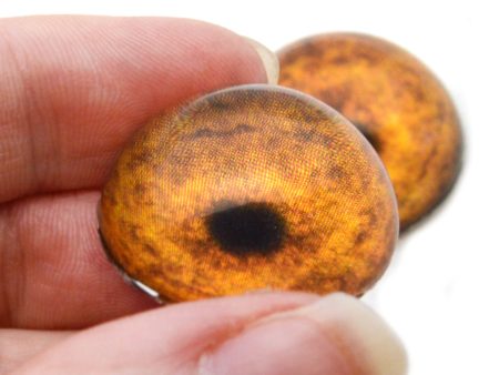 High Domed Orange Tiger Glass Eyes For Sale