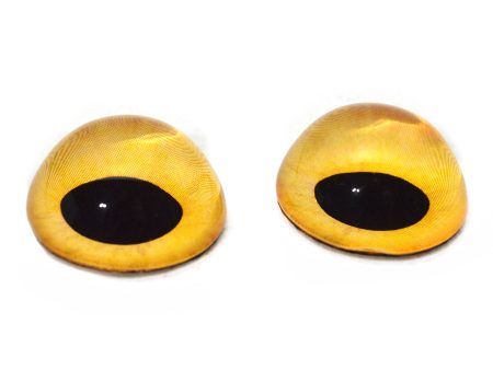 High Domed Yellow Wild Creature Glass Eyes Fashion