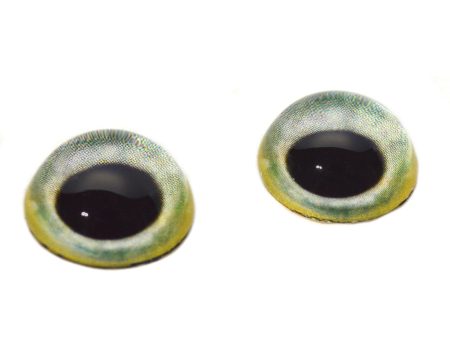 High Domed Light Green Parrot Bird Glass Eyes Hot on Sale